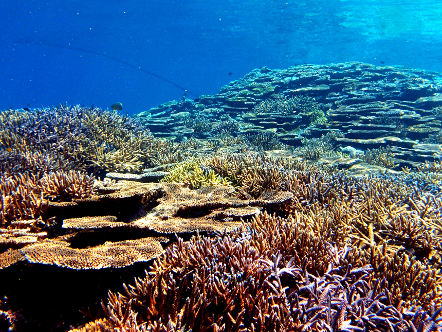 生き生きとした珊瑚